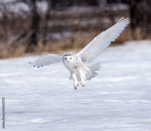 Snowy Owl Landing on Snow