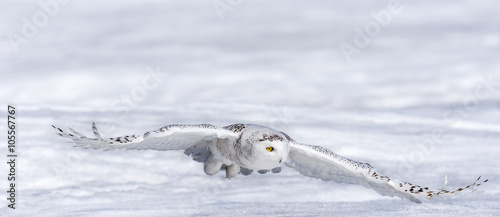 Snowy Owl in Flight Over Snow Field  