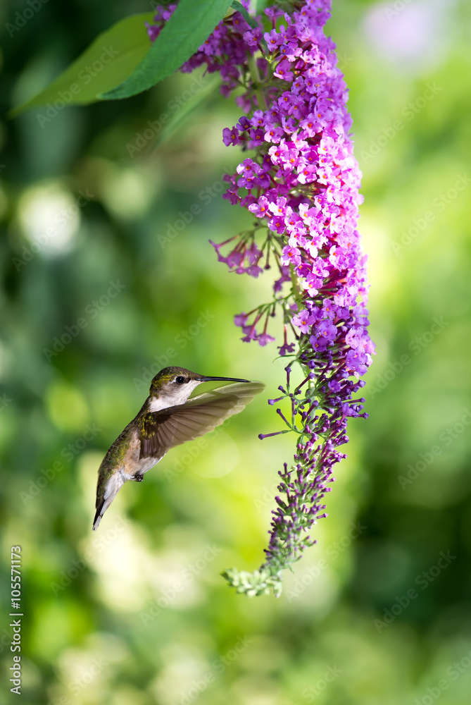 Hummingbird over green summer background vertical image