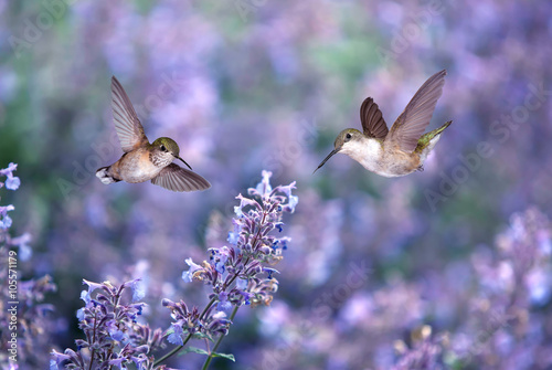 Hummingbirds over background of purple flowers photo