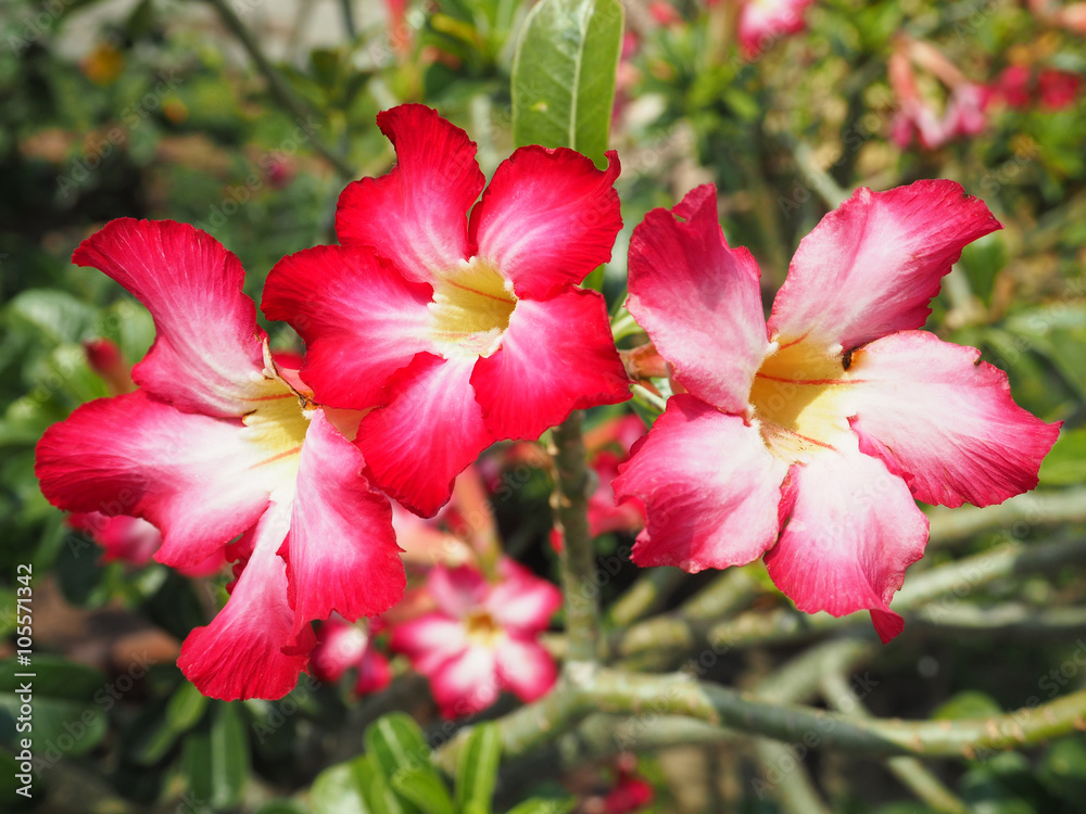 pink flower, Adenium obesum