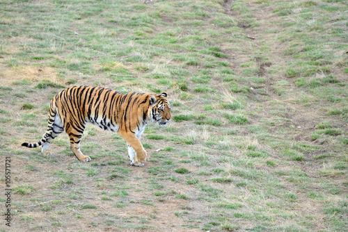 Fototapeta Naklejka Na Ścianę i Meble -  The Tiger, once common in many areas of Asia, Russia and the middle east, has become an endangered species, threatened in its native range with only a fraction of its original poulation remaining