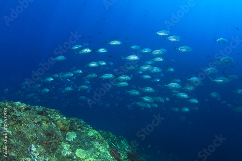 Coral reef and fish underwater © Richard Carey