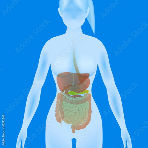 woman body silhouette digestive organs, vector illustration