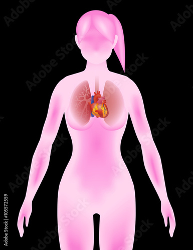 the heart and lungs in woman body silhouette, vector illustration