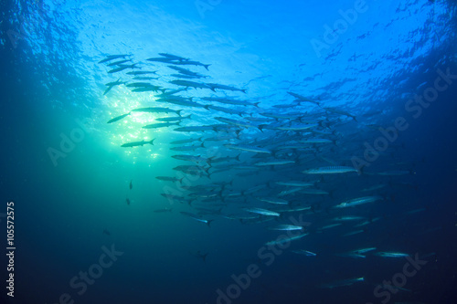 Barracuda fish in ocean