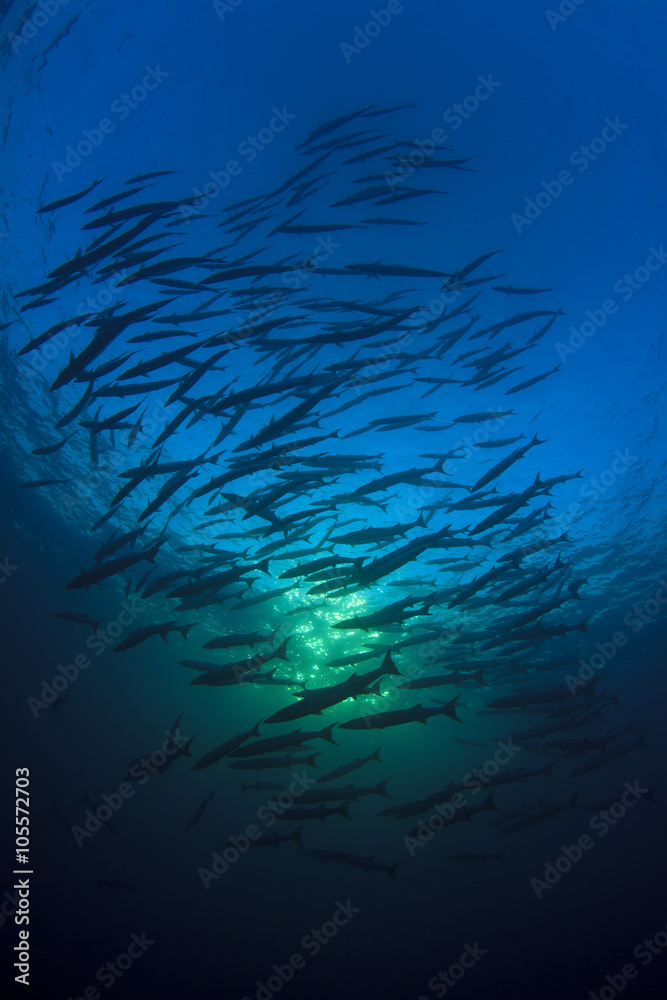Fototapeta premium Barracuda fish in ocean
