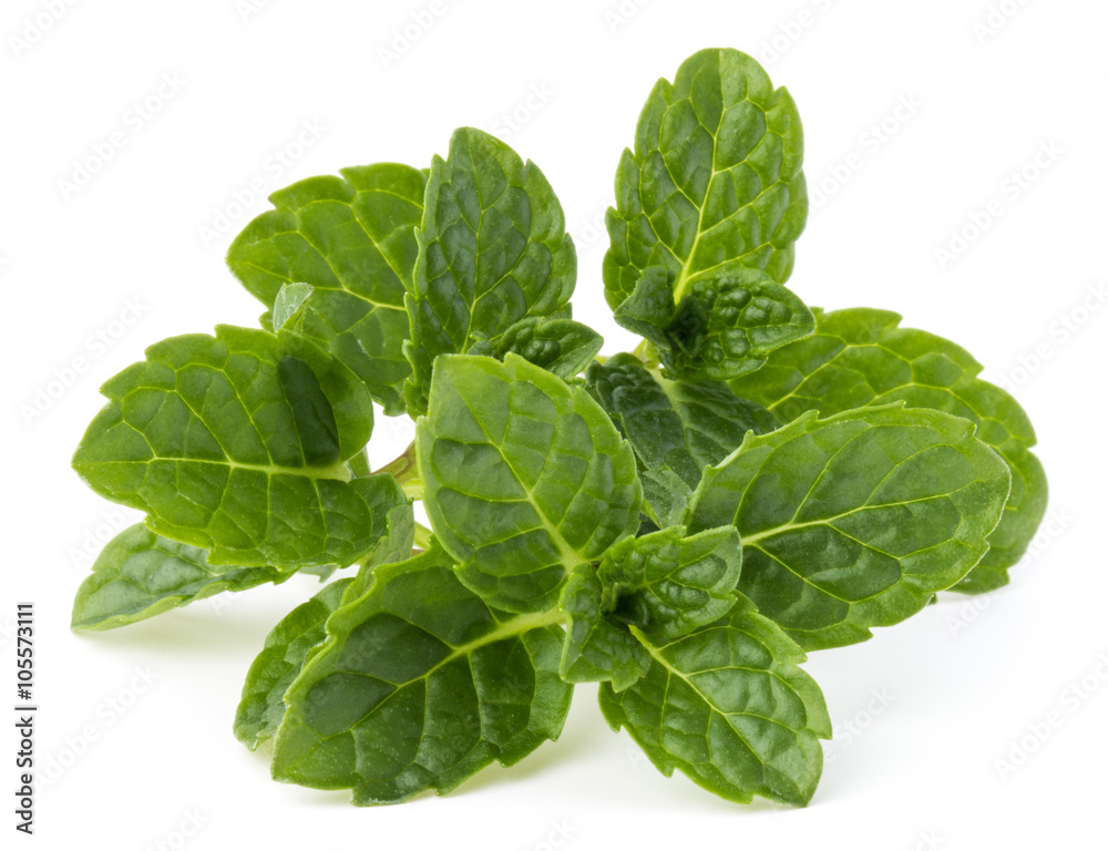 Fresh mint herb leaves isolated on white background cutout Fresh mint herb leaves isolated on white background cutout