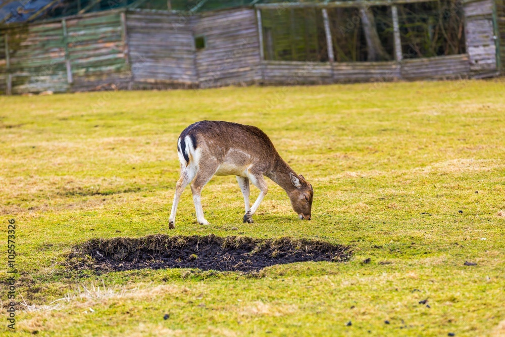 Fallow-deer in outdoor Fallow-deer in outdoor