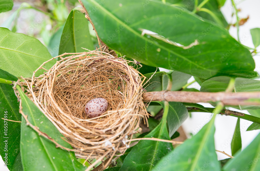 Sparrow bird's egg in nest on tree branch Sparrow bird's egg in nest on tree branch