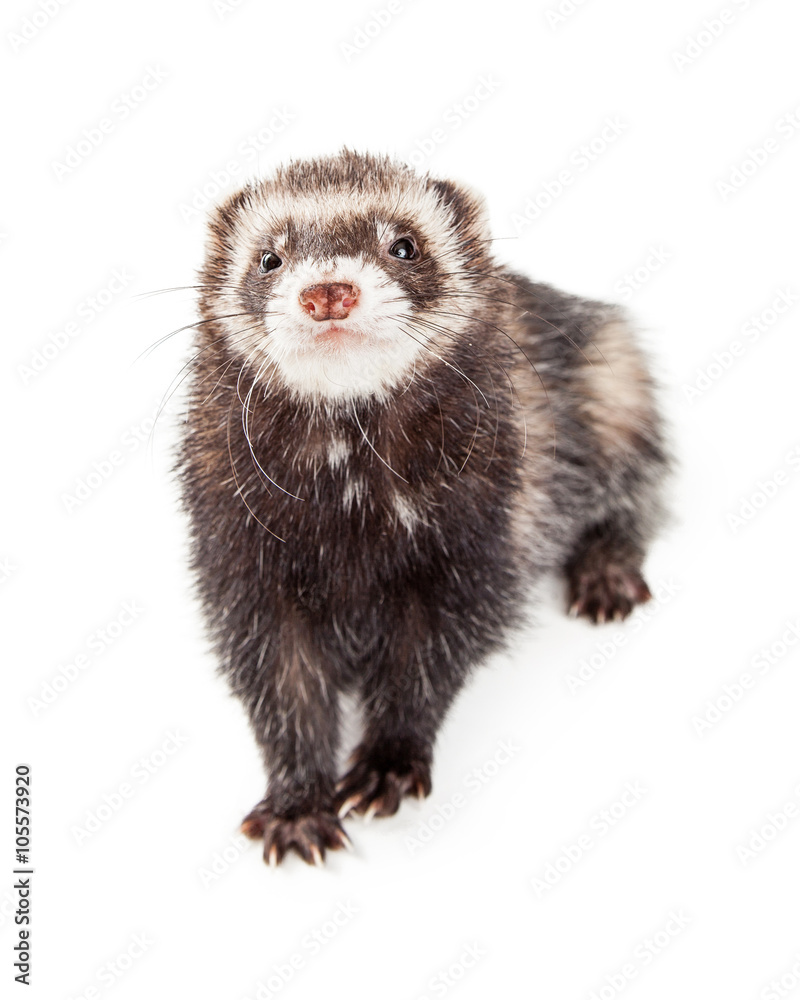Cute Ferret Walking and Looking Forward Cute Ferret Walking and Looking Forward