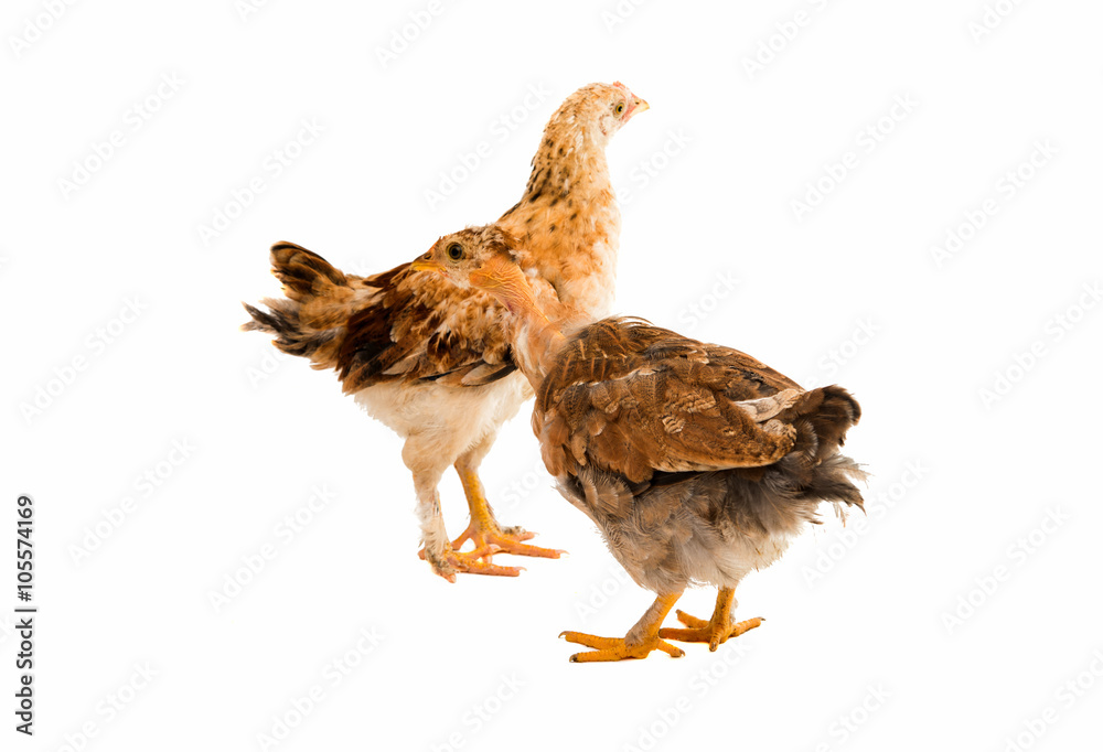 young chicken isolated young chicken isolated