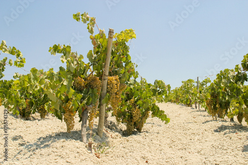 On the road from Sanlucar De Barrameda to Jerez  De La Frontera