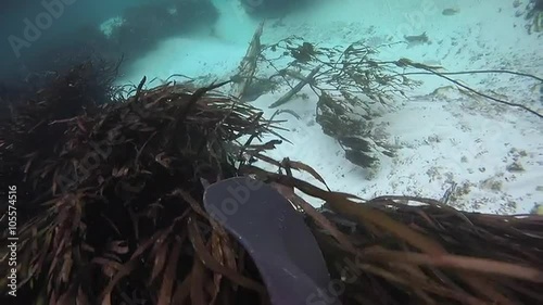 Paddling down the florida spring Underwater view of the weeki wachee photo