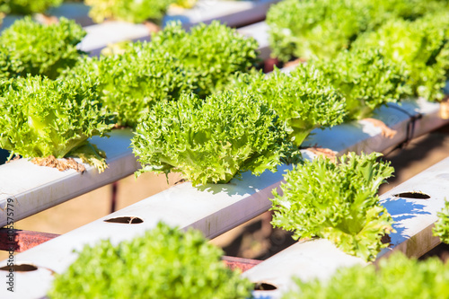 Fresh lettuce or vegetable in Organic hydroponic vegetable cultivation farm or plantation.