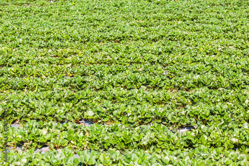 Strawberry farm or plantation. Strawberry farm or plantation.