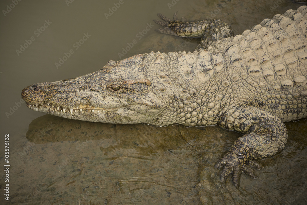 Fototapeta premium Big wild crocodile in Vietnam