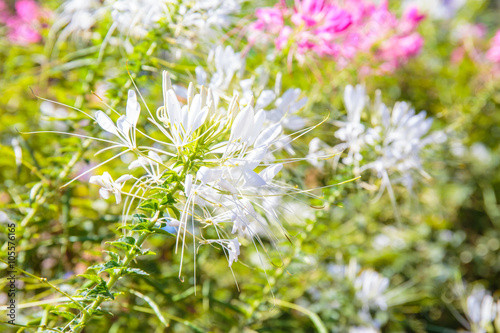 White Spider flower  Cleome hassleriana  in the garden.