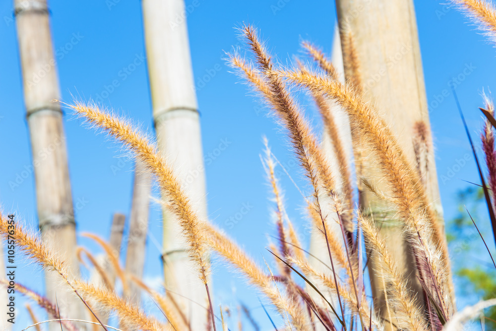 Grass flower with bamboo on the background. Grass flower with bamboo on the background.
