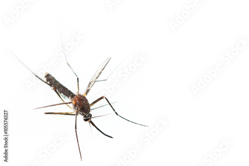 One mosquito isolated on white