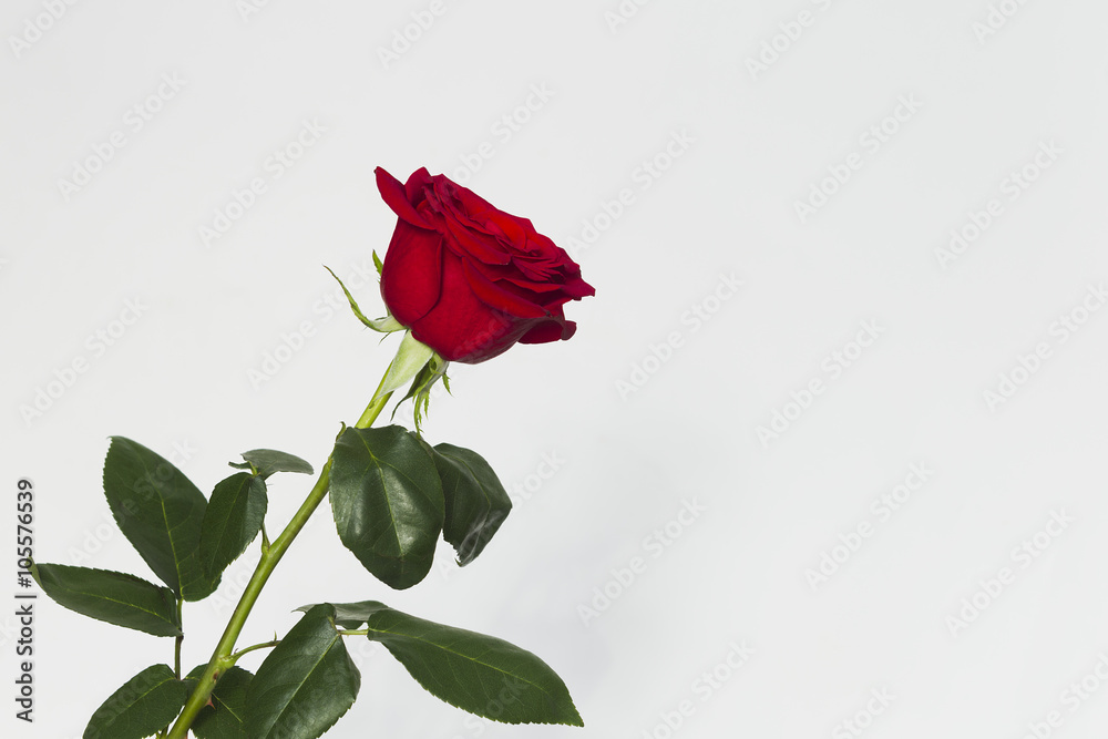 Obraz premium Red rose on a white background