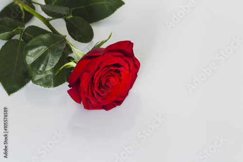 Fototapeta Naklejka Na Ścianę i Meble -  Red rose on a white background