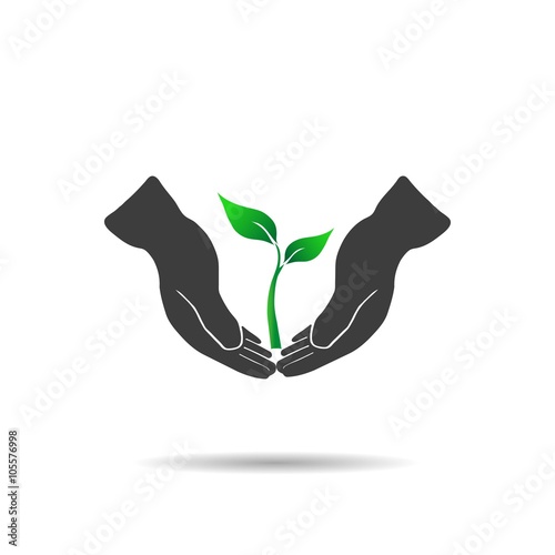 Young plant on a white background, vector