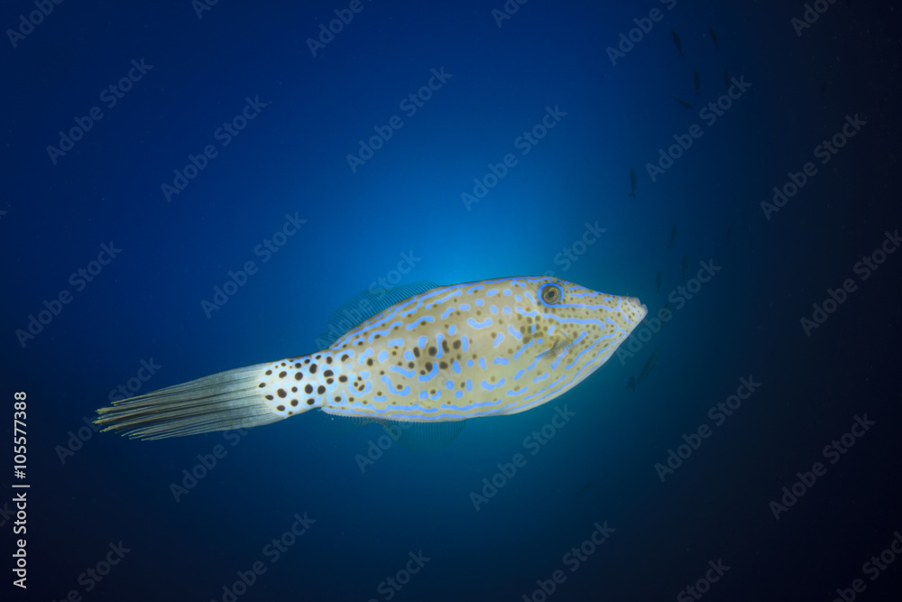 Scribbled Filefish Scribbled Filefish
