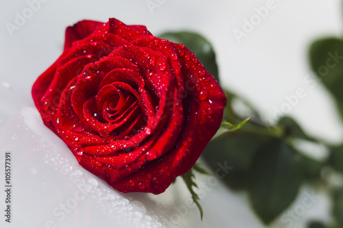 Red rose with water drops on a white background