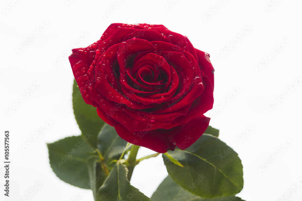 Red rose with water drops on a white background Red rose with water drops on a white background