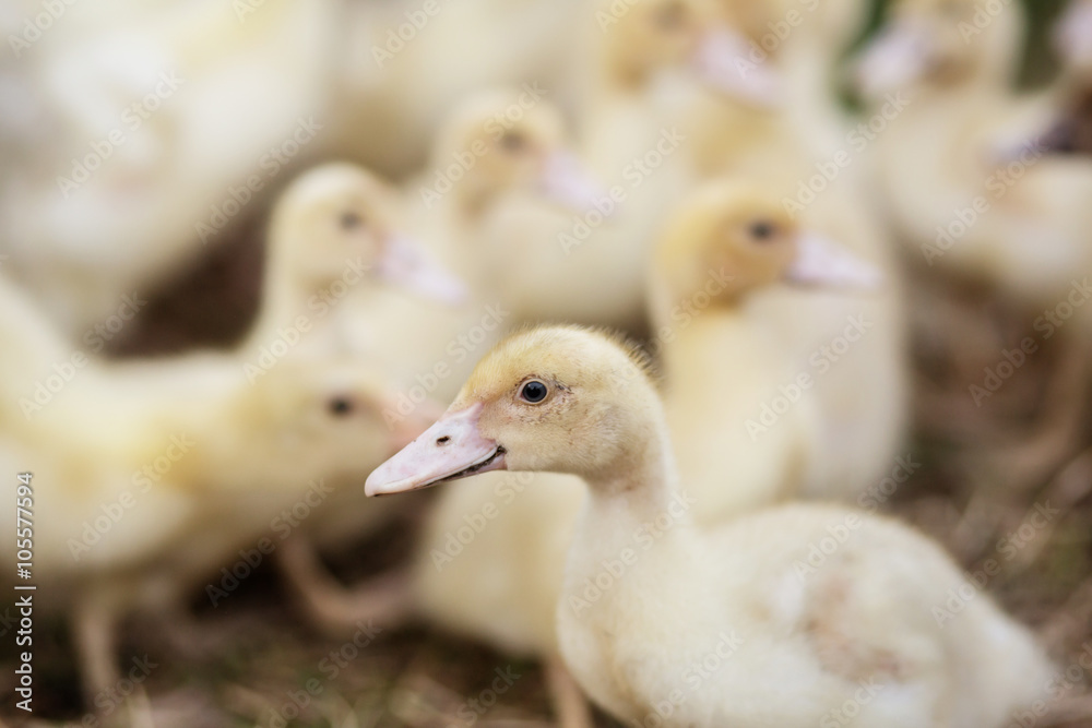 yellow muscovy ducklings yellow muscovy ducklings