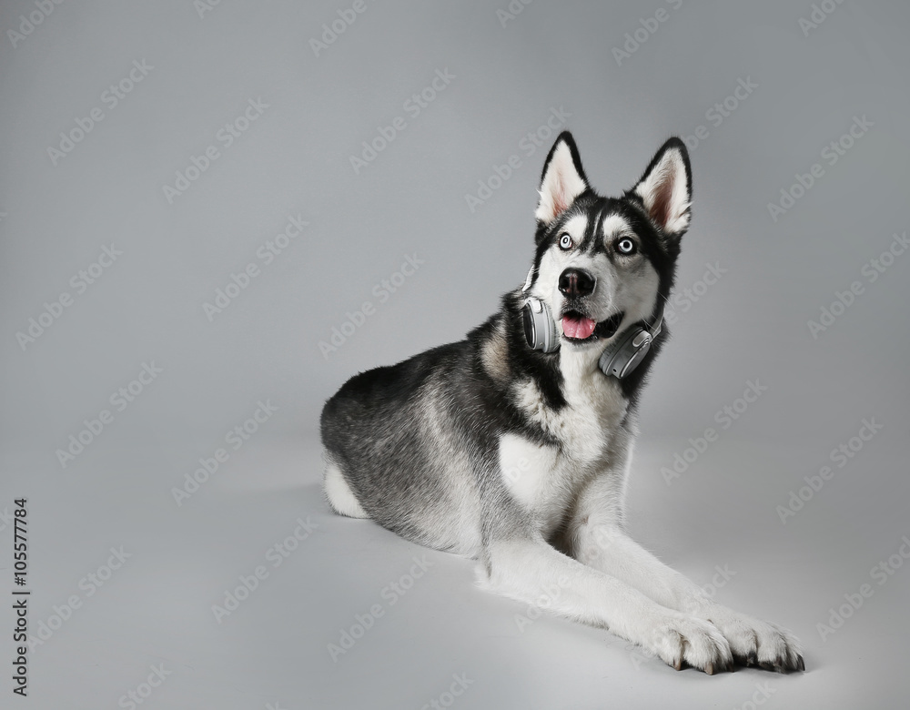 Young Husky in headphones laying on grey background