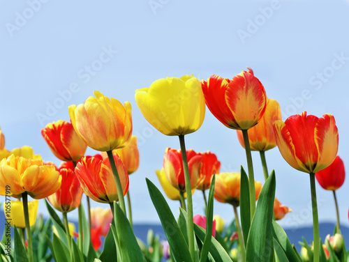 Fototapeta Naklejka Na Ścianę i Meble -  Frühlingserwachen, Freude, Glück: Buntes Tulpenfeld :)