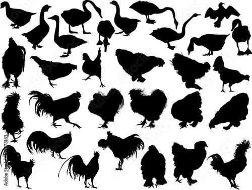 thirty poultry silhouettes isolated on white