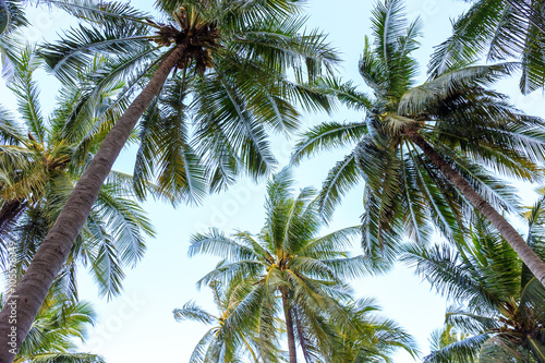 Coconut or palm trees with perspective view.