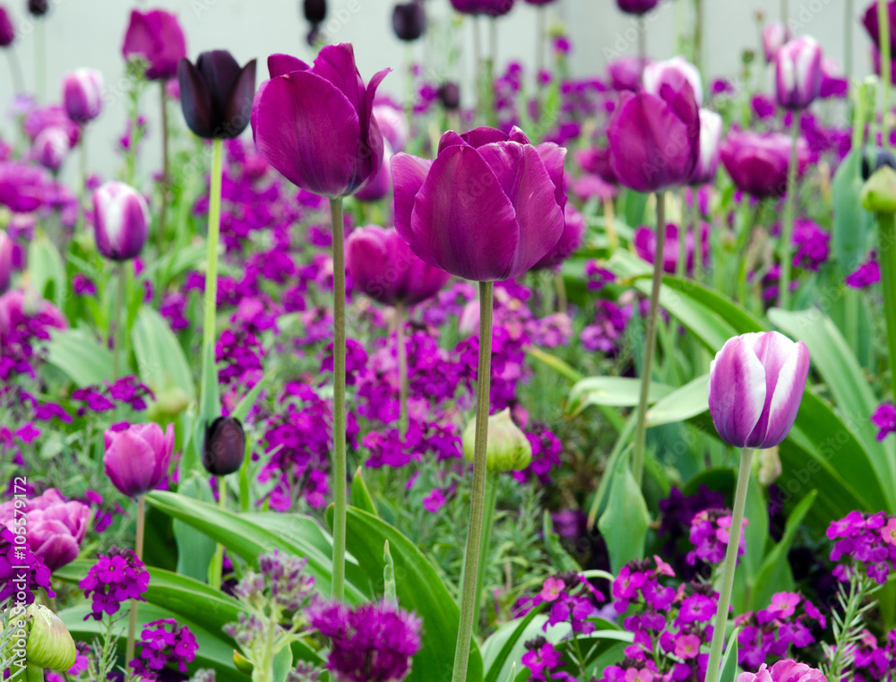 Frühlingserwachen: buntes, duftendes Tulpenfeld :)