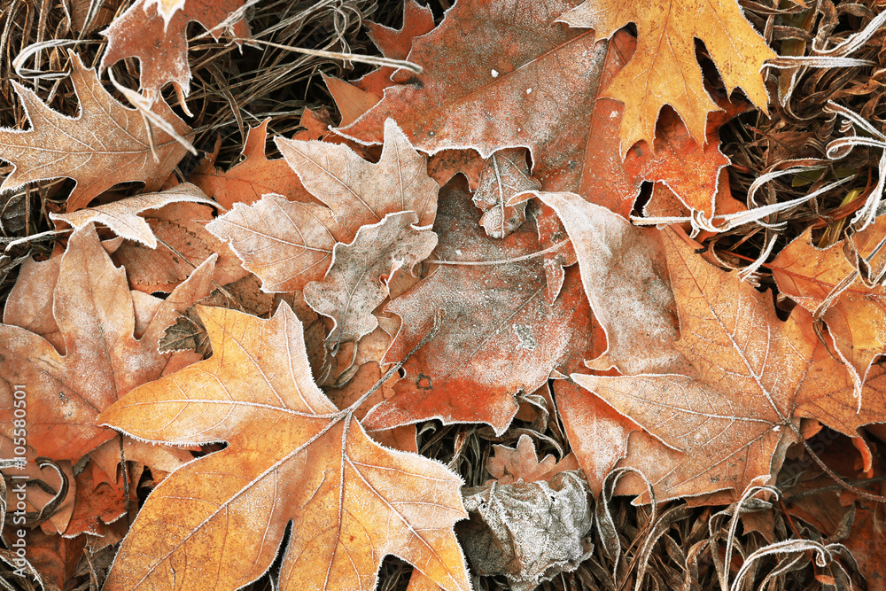 Pile of different dry leaves underfoot