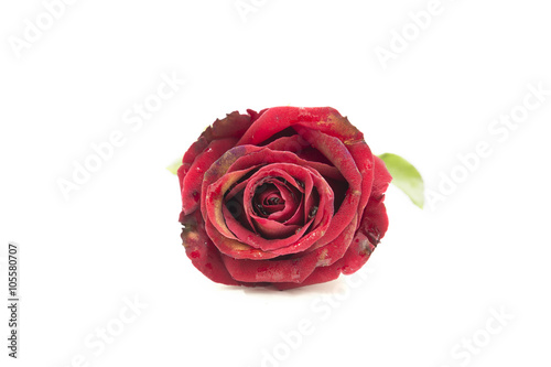 Red Rose isolated on white background
