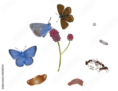 Life cycle of common blue