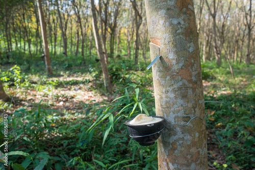 Rubber tree plantation  Thailand