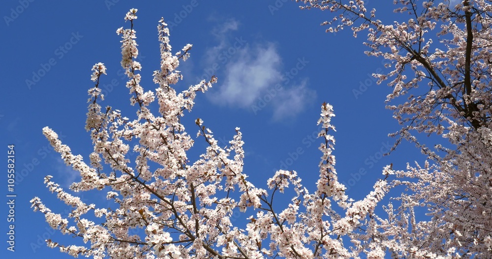 White Cherry Plum Tree Flowers Spring Blossom White Cherry Plum Tree Flowers Spring Blossom