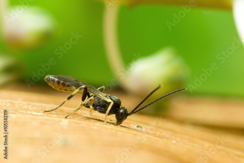Ichnumon Wasp Close up