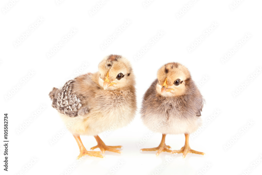Fototapeta premium Baby chickens isolated on white