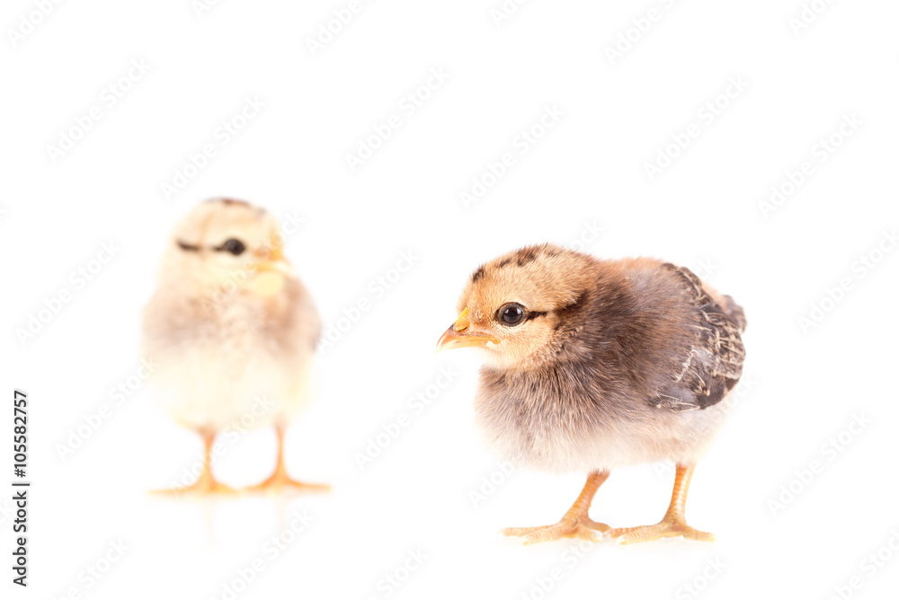 Fototapeta premium Baby chickens isolated on white