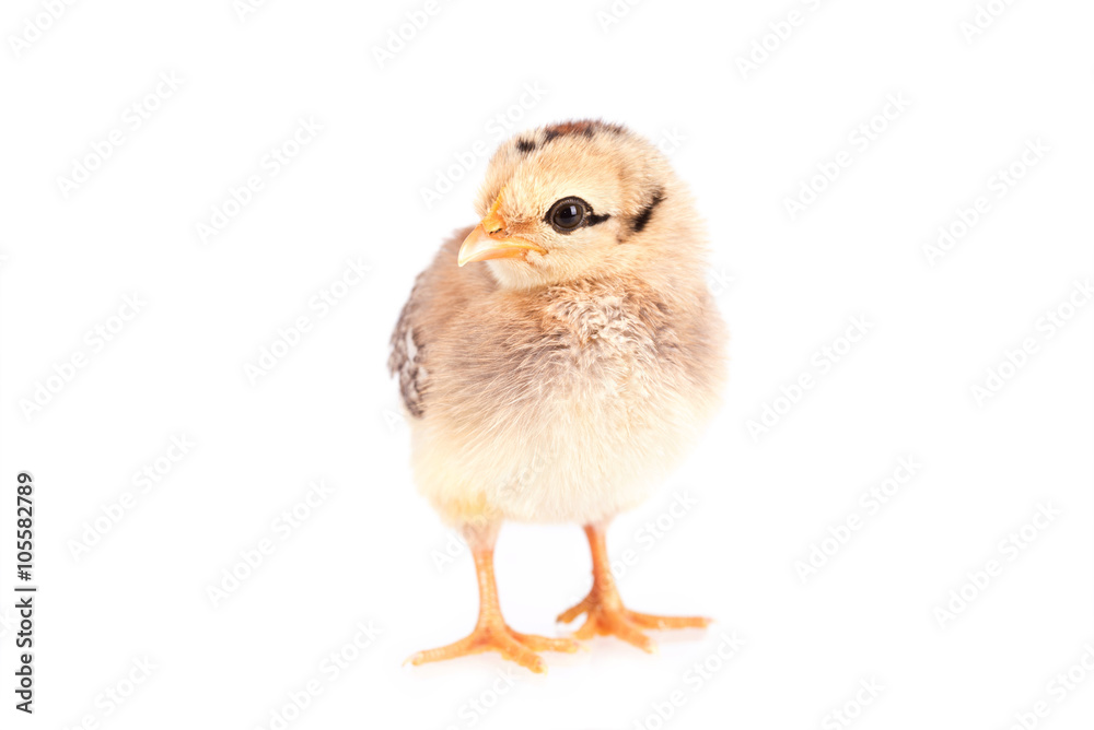 Fototapeta premium Baby chicken isolated on white