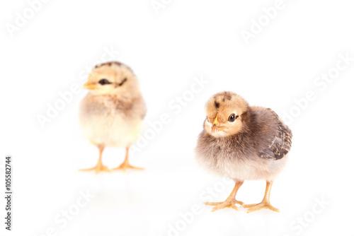 Baby chickens isolated on white