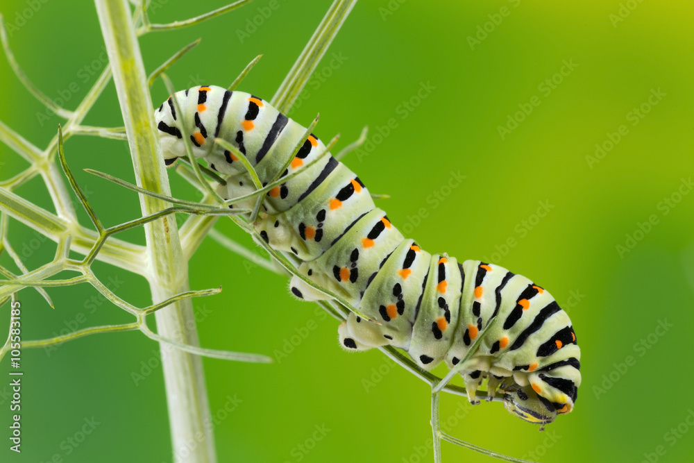 Caterpillar of the Maltese Swallowtail Butterfly eating fennel leaves, 10 days after hatching. It is now about 40 mm long and nearing its final days as a caterpillar.