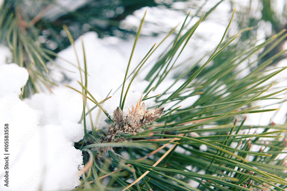 Naklejka premium Snowy pine tree branches, closeup