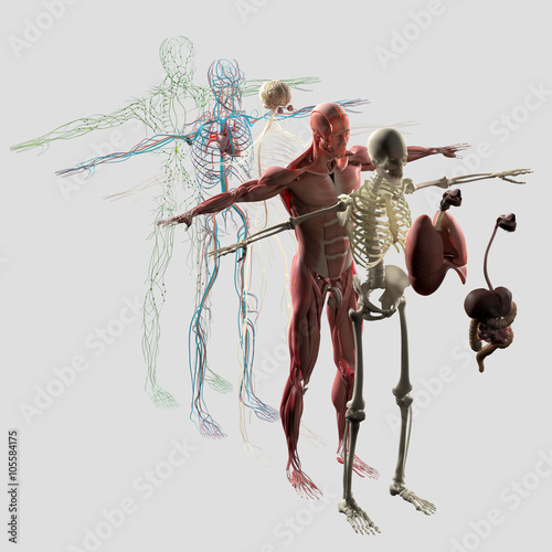 Human anatomy exploded view, deconstructed. Separate elements muscle, bone, organs, nervous system, lymphatic system, vascular system.