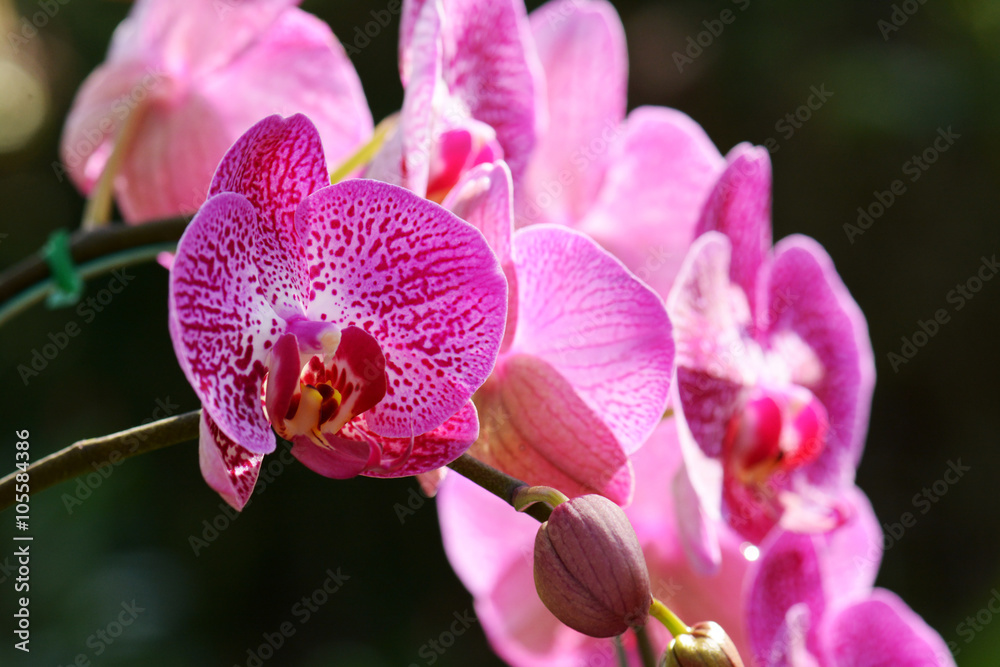 orchids is considered the queen of flowers in Thailand orchids is considered the queen of flowers in Thailand